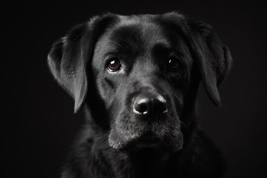 adorable old black labrador retriever dog serious head portrait in the studio against a dark background