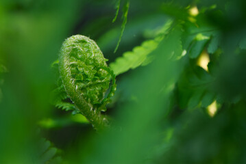 Fern © Dariusz