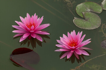 pink water lilies