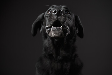 adorable old black labrador retriever dog in the studio against a dark background catching a treat...