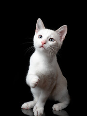 Closeup Small Cute White Kitten Isolated on Black Background