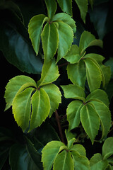 rare green ivy leaves closeup 