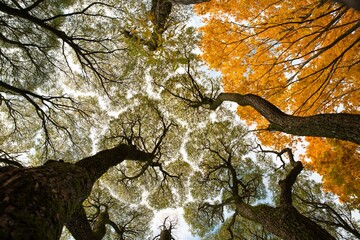 Autumn leaves in the forest. Abstraction in nature