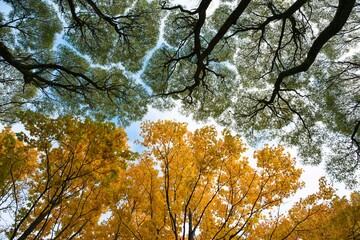 Obraz premium Autumn leaves in the forest. Abstraction in nature