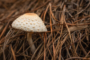 White toxic mushroom or poison mushroom or chlorophyllum molybdites mushroom with natural background