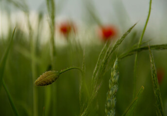 Poppy flower in the field © Mateusz