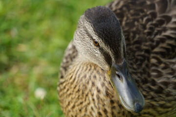 Mottled Brown Female Mallard Duck with a Broad Grey Beak.