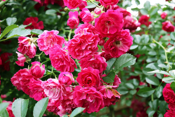 bushes of pink roses in the garden