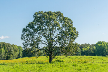 Fototapeta premium Beautiful tree in empty field near forest