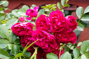 bushes of pink roses in the garden
