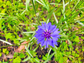 Cornflower, or blue (Centaurea cyanus)