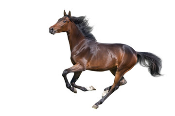 Fototapeta na wymiar Bay Horse run gallop isolated on white background