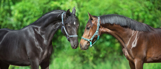 portrait of a horse © callipso88