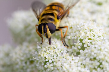 Close up of a honey bee, Apis mellifera, on a white flowering carrot plant, Daucus carota