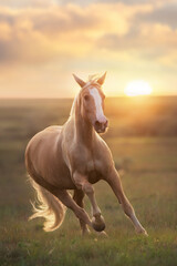 Palomino horse run gallop in meadow at sunset light - obrazy, fototapety, plakaty