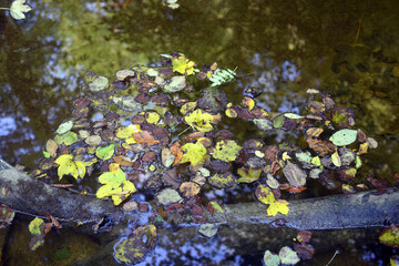 Obraz na płótnie Canvas Old fallen leaves float in the water.Beautiful autumn landscape. 