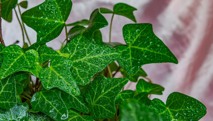 green ivy leaves on pink background close up