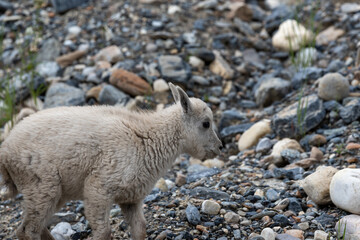 Rocky mountain goat on the rocks ands stones in Banff National Park Canada
