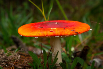 Amanita Muscaria. Red poisonous Fly Agaric mushroom in forest 