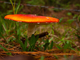 Amanita Muscaria. Red poisonous Fly Agaric mushroom in forest 