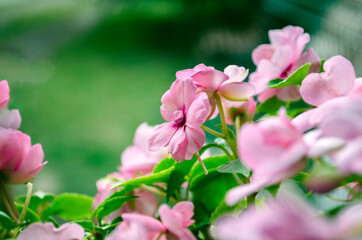 Pink blooming flowers shot up close. Beautiful fragrant summer banner with space for text