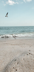 Bird seagulls sitting by the beach. Wild seagull with natural soft blue background. View of the sea, ocean. Rockaway Beach, New York.
