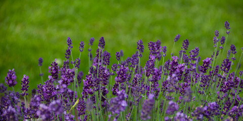 Fototapeta premium Blooming lavender and blurry green background, frontview on green background. Copy space.