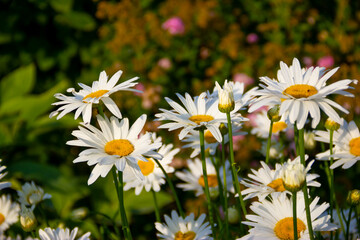 Chamomile. Blooming blurred background and close up chamomile.
