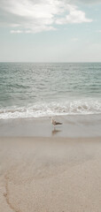Bird seagulls sitting by the beach. Wild seagull with natural soft blue background. View of the sea, ocean. Rockaway Beach, New York.