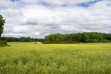 Huge green rural fields covered with white daisies. Rows of trees crowns with foliage on the edge of fields background. Landscapes of Scandinavia on a cloudy summer day. Wild flowers meadows.