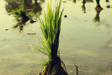 Crop in the Farm