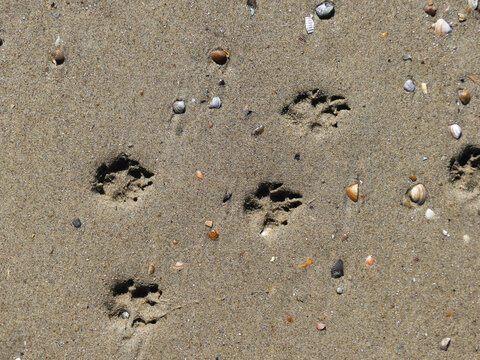 Photograph of my dogs paws in the sand during a walk on the beach