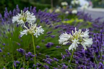 Close up Lavender and Allium flowers, growing along the road on green background. Gardening season. Summer background. Summer green garden.