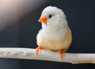 Zebra finch bird closeup.