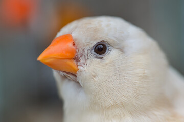 Zebra finch bird closeup.