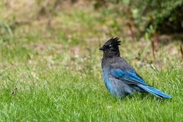 Steller's Jay sitting in the grass at Glacier National Park British Columbia Canada

