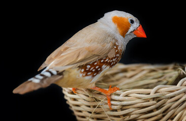 Zebra finch bird closeup.