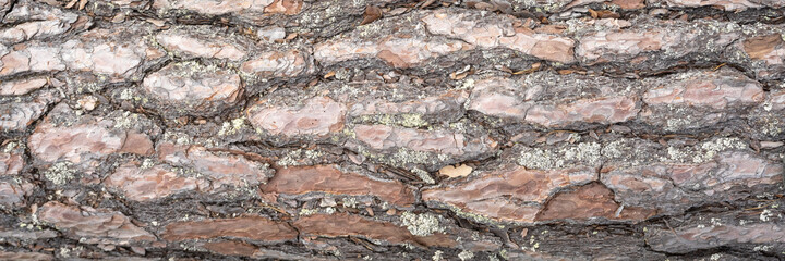 Pine bark close up. Background texture of coniferous tree bark. Close up shot of the trunk of a pine tree. Natural plant botanical pattern. Surface of brown wooden forest tree.