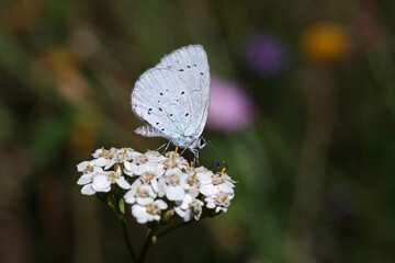 Eine Nahaufnahme vom Faulbaum-Bläuling