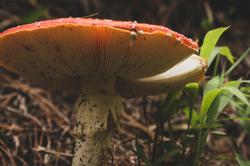 Amanita Muscaria. Red poisonous Fly Agaric mushroom in forest 