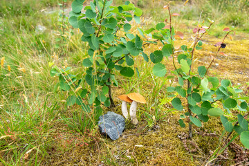 Mushrooms close up. Fresh mushrooms just grew up under the aspens. 