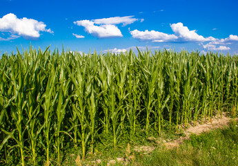 Green corn plants in the blue sky