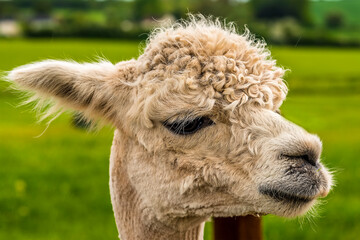 A close-up, side face view of a recently sheared, apricot coloured Alpaca in Charnwood Forest, UK on a spring day, shot with face focus and blurred background