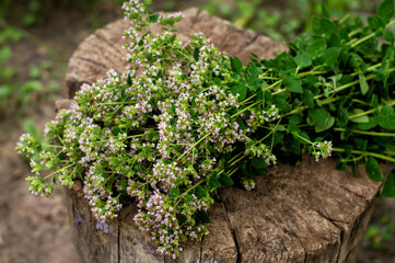 Bunch of flowering oregano. Origanum vulgare, culinary herb, curative plant