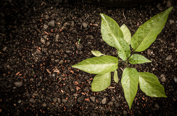 green plant in soil