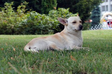 Naklejka na ściany i meble close-up dog portrait resting on green grass in cityscape