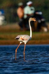 Greater Flamingo in Alert Mode during a winter migratory visit to Kerala State, India