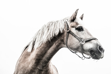 Isolated Horse portrait close up on white background