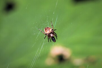Close up of small spider eating a fly