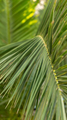 Obraz na płótnie Canvas bright branch of a palm tree, summer day
